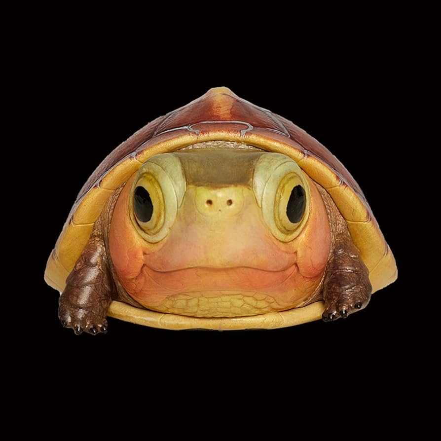 Amazon.co.jp: BACALYSO | 動物惑星 五周年 限定版 カメ 亀